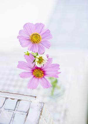 立川ショールーム｜タカラスタンダードの最新設備と特徴を徹底解説